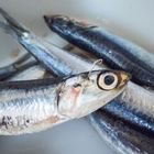 Parassita dell'anisakis nelle alici marinate? Ristoratore a processo Parassita dell'anisakis nelle alici marinate? Ristoratore a processo
