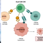 Leucemia, le cellule Carcik contro i contro tumori del sangue: remissione malattia in oltre 60% dei casi