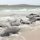Fukushima, le carcasse di balene morte sulle coste giapponesi (foto dal web)