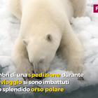 Russia, l'orso polare è dolcissimo: l'incontro con i membri di una spedizione