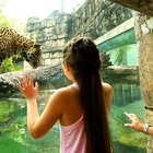 Tragedia allo zoo, il giaguaro Harry attacca la femmina che resta intrappolata: così è morta Zenta.