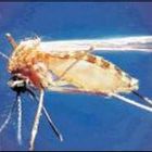 Febbre del Nilo, altre due vittime in Emilia della zanzara che uccide