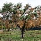 «Chi reimpianta avrà 500 euro a ettaro per massimo 5 anni» «Chi reimpianta avrà 500 euro a ettaro per massimo 5 anni»