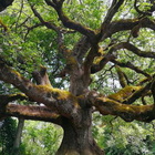 Toscana, ecco la Quercia delle Streghe: l'albero che ha ispirato la storia di Pinocchio