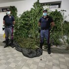 Cannabis, sequestrata una serra vicino all'autostrada: un arresto