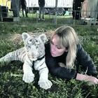 Adottano una tigre bianca per salvarla da morte certa