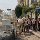 Cavallo stramazza al suolo per il caldo a Trani, trainava il calesse per gli sposi