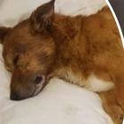 Lucky, il cane ucciso e gettato nell'immondizia. Pensionato condannato a otto anni di carcere: «Abusi anche sulla famiglia»
