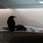 Sul volo per Londra spunta un uccello: viaggio di 14 ore con i passeggeri