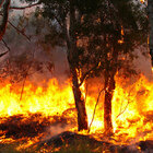 Oltre 270 ettari di bosco in fiamme per una guerra tra cacciatori, i nomi dei tre arrestati a Giuliano di Roma