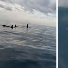 Orche nello Stretto di Messina, forse sono le stesse di Genova