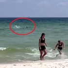 Squalo si avvicina alla spiaggia a tutta velocità: le urla dei bagnanti impauriti per far uscire chi è in acqua VIDEO