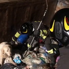 Cane resta incastrato nel container dei rifiuti, salvato dai vigili del fuoco