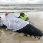 Morte 380 balene spiaggiate sulla costa: la più grande strage della storia dell'Australia