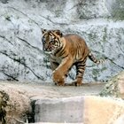 Kala, la cucciola di tigre nata al Bioparco di Roma