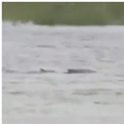 Uno squalo nuota nel cortile allagato dopo l'uragano, il video choc postato sui social e gli esperti confermano: «Non è fake»