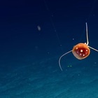 Misteriosa creatura marina scoperta a 1.400 metri di profondità nel Pacifico. «È gelatinosa e si nutre di meduse»