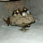 Vespa orientalis a Roma, è allarme: un nido in una casa a Monteverde. L’esperto: «Controllate sempre le tapparelle»