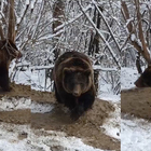Romania, dallo zoo alla libertà: l’orsa Ina traumatizzata dagli anni in gabbia