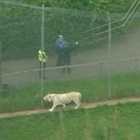 • Guardiana sbranata da tigre, paura allo zoo: evacuati i visitatori