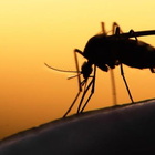 Zanzare, prevenire è meglio che curare: trucchi green per evitare infestazioni