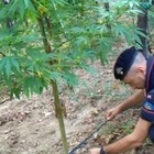 Piantagione record di Marijuana: scoperte 180mila piante Piantagione record di Marijuana: scoperte 180mila piante