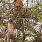 Tigre sull'albero per catturare la scimmia, ma l'operazione fallisce e il video diventa virale