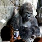 Gorilla aggredisce donna alla zoo di Madrid: braccia spezzate e ferite alla testa, è grave