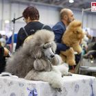 Roma, parte l'Esposizione Internazionale canina: una giornata all’insegna dell’amore per gli amici a quattro zampe