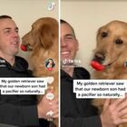 Il cane Winnie crede di essere come il neonato di casa: il suo giocattolo (una paperella) diventa il ciuccio e il video è virale su TikTok