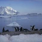 Caldo record in Antartide, temperatura a 20,7 gradi. I ricercatori: mai accaduto finora