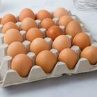 Aviaria, allarme in Gran Bretagna: uova razionate e prezzi alle stelle