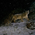 Cina, tre leopardi fuggono dallo zoo: l'allarme viene dato una settimana dopo
