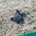 Decine di tartarughe corrono a riva: la schiusa sul litorale di Fondi è uno spettacolo