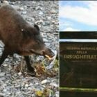 Peste suina a Roma, l'area del Parco dell'Insugherata sarà isolata: «Segnalate gli animali morti»