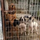 Roma, rubavano cani di razza e li rivendevano: trovati oltre 50 animali, torturati per levare il microchip