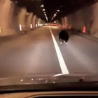 Automobilista vede orso in strada e lo scorta al sicuro
