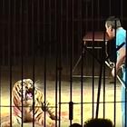 Domatore del circo Orfei ucciso dalle tigri: corpo dilaniato per trenta minuti