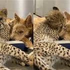 Cuccioli di ghepardo e cane diventano inseparabili: le foto dei 2 «amici» fanno il giro del web
