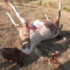Cavallo ucciso a colpi di fucile: freddato nell'allevamento, il ritrovamento choc