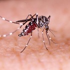 Caso sospetto di febbre dengue a Monza, avviata urgente disinfestazione.