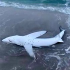 Sardegna, squalo lungo due metri spiaggiato rischia di morire: Salvato dalla Forestale