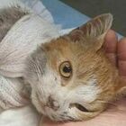 Leone, il gattino scuoiato vivo: «Questo dramma ci insegni a rispettare gli animali»