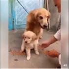 La mamma del cucciolo è super protettiva col suo piccolo