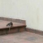 Topi e serpenti a "spasso" per le strade di Ceglie: i video diventano virali