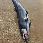 Ucraina, migliaia di delfini uccisi dalle esplosioni nel Mar Nero. «Ustionati o morti di fame, stanno soffrendo»