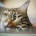 I gatti sviluppano anticorpi contro il Covid: il caso di Negrito, contagiato in famiglia