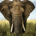 Gli elefanti sono meno grassi degli uomini: lo dice la scienza