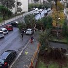 Roma, paura al Tufello: crolla un grosso pino. Oltre 100 interventi dei vigili del fuoco