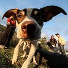 Non fa curare il cane malato: la Cassazione condanna il padrone a 10mila euro di multa